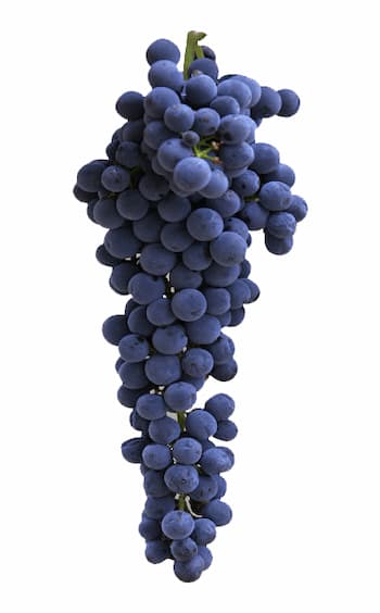 Uva GARNACHA